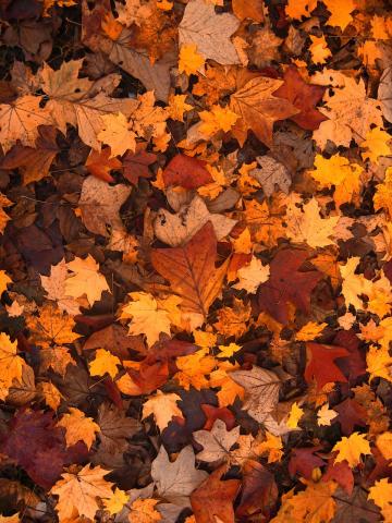 Orange Red and Brown Fall Leaves 